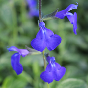 Salvia Blue Note